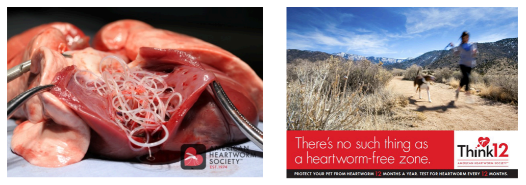 view inside a canine heart with heartworms